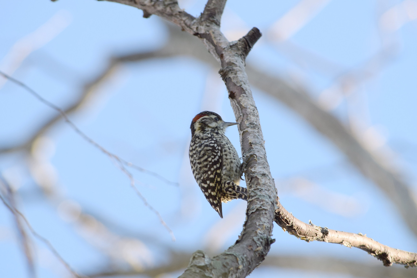 image Checkered Woodpecker